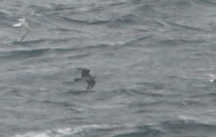 Stercorarius pomarinus