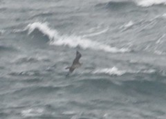 Stercorarius pomarinus