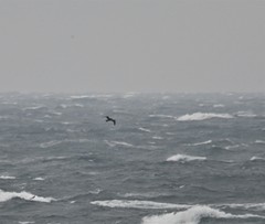 Stercorarius pomarinus