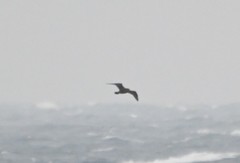 Stercorarius pomarinus