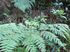 Hypolepis sparsisora