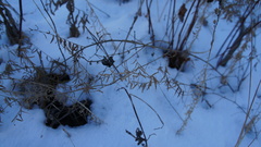 Vicia tenuifolia