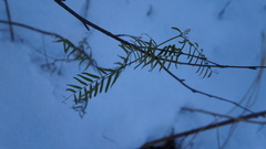 Vicia tenuifolia