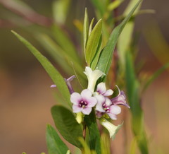 Billardiera cymosa