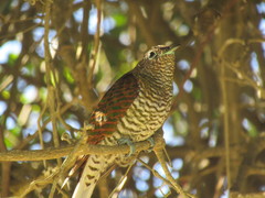 Chrysococcyx cupreus