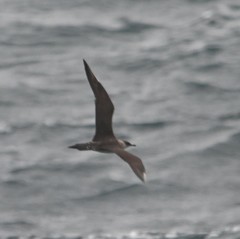 Stercorarius parasiticus