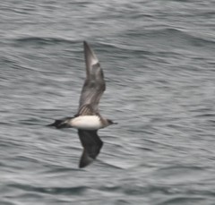 Stercorarius parasiticus