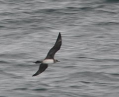 Stercorarius parasiticus