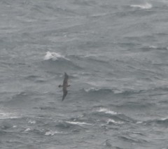 Stercorarius longicaudus