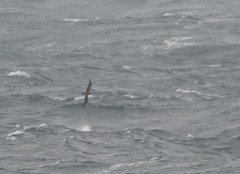 Stercorarius longicaudus