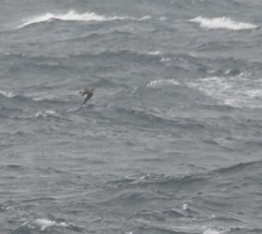 Stercorarius longicaudus