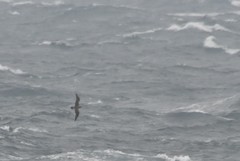 Stercorarius longicaudus