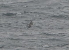 Stercorarius longicaudus