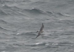 Stercorarius longicaudus