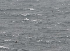 Stercorarius longicaudus