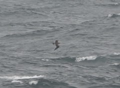 Stercorarius longicaudus