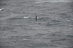 Stercorarius parasiticus