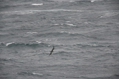 Stercorarius parasiticus