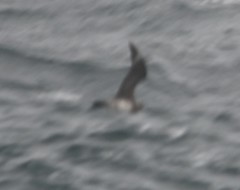 Stercorarius parasiticus