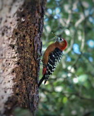 Dendrocopos hyperythrus