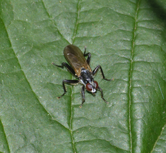 Cordilura