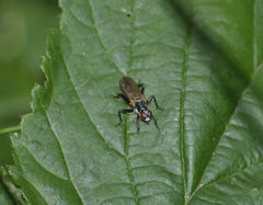 Cordilura