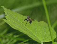 Cordilura