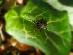 Mesosa curculionoides