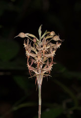 Habenaria stenopetala