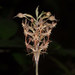 Habenaria stenopetala - Photo no rights reserved, uploaded by S.MORE