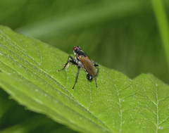 Cordilura