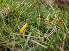 Clavulinopsis helvola