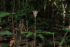 Habenaria stenopetala