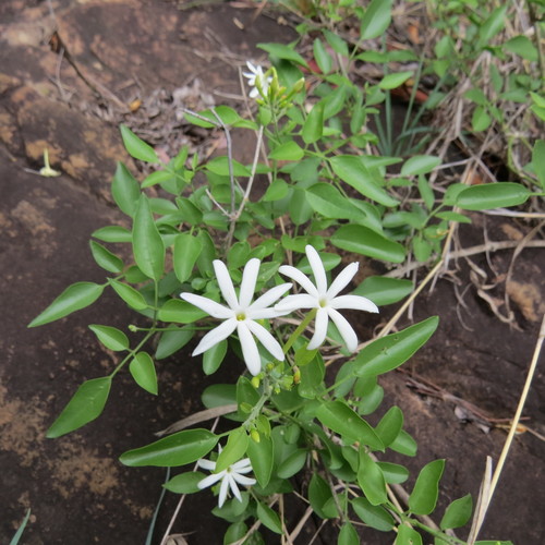 Jasminum fluminense subsp. fluminense image