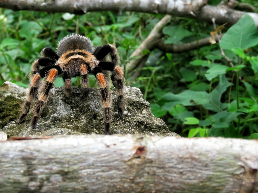 Mygale à genoux rouges du Mexique (Brachypelma hamorii)