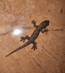 Hemidactylus platyurus