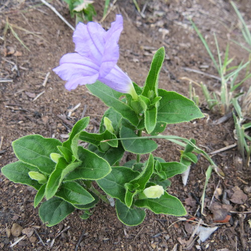 Ruellia cordata image