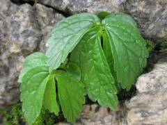 Elatostema