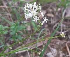 Stackhousia aspericocca