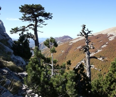 Pinus heldreichii