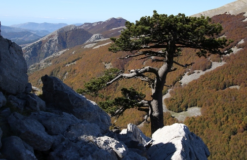 Bosnian pine