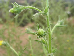 Dittrichia graveolens