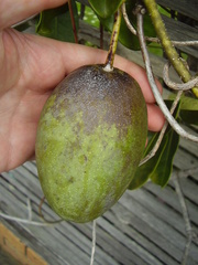 Stephanotis floribunda