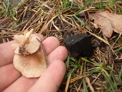 Pholiota highlandensis