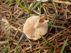 Pholiota highlandensis