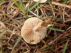 Pholiota highlandensis