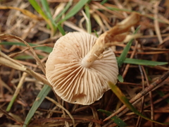Pholiota highlandensis