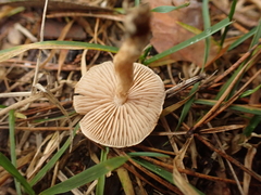 Pholiota highlandensis