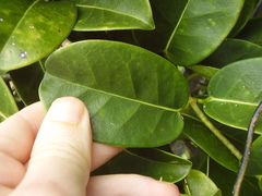 Stephanotis floribunda