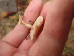 Pholiota highlandensis